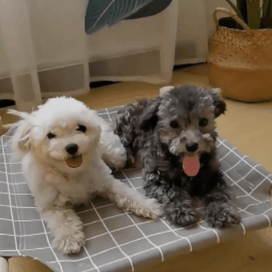 PetNest® Cama elevada para Mascotas